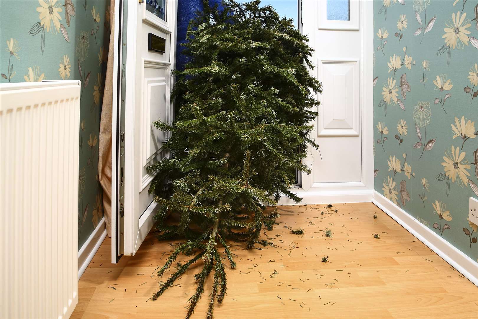 Woman taking a used Christmas tree out of a front house door on twelfth night in the new year.